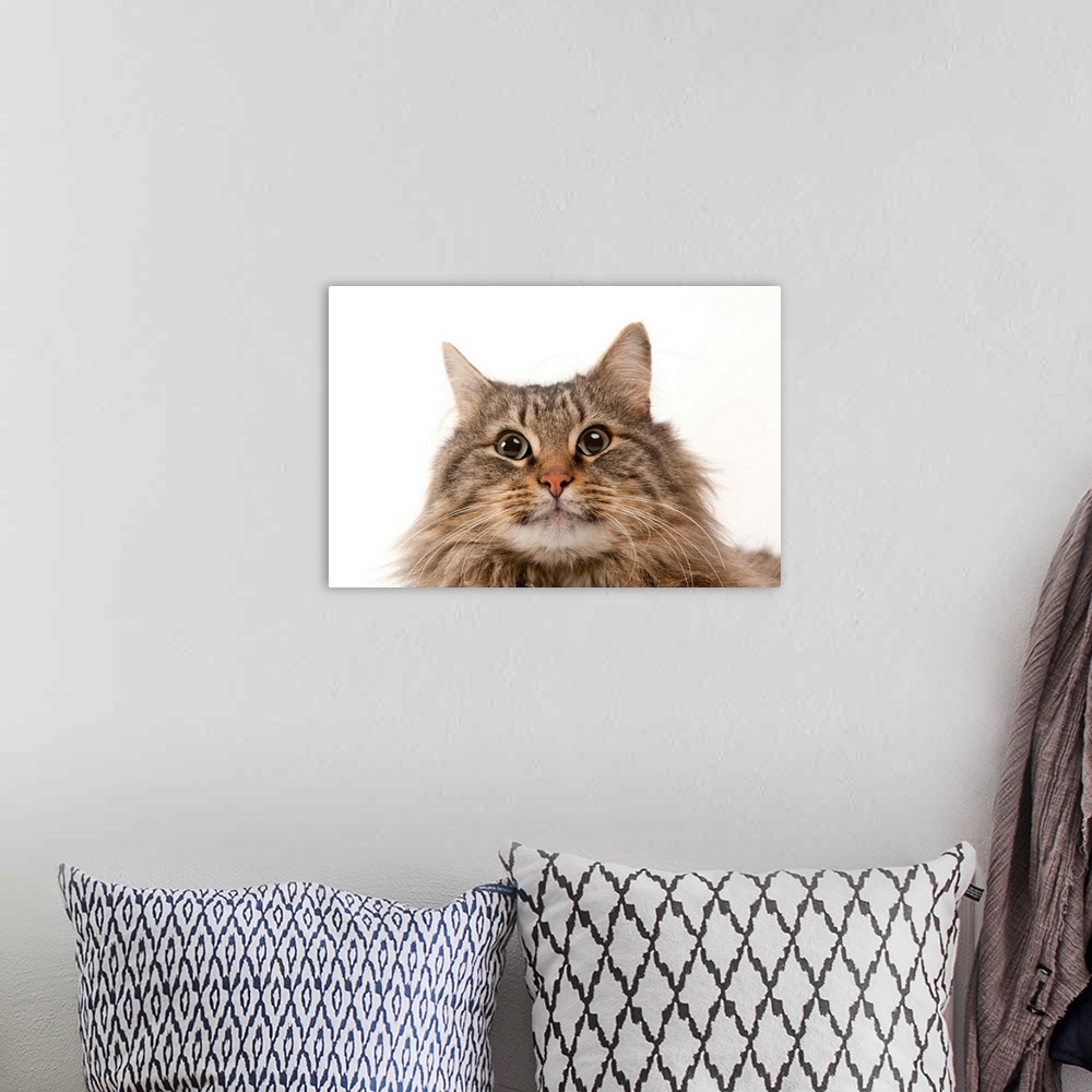 A bohemian room featuring A studio portrait of a domestic house cat named Rocket.