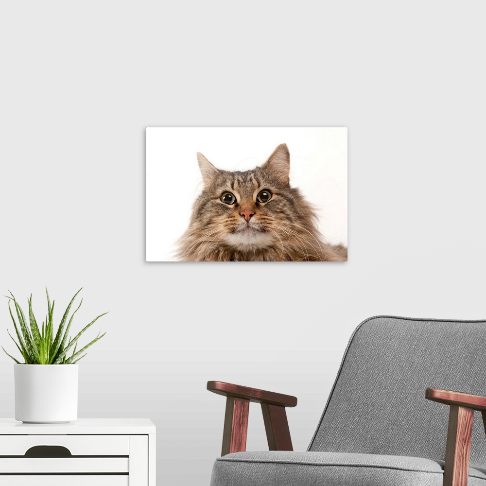 A modern room featuring A studio portrait of a domestic house cat named Rocket.
