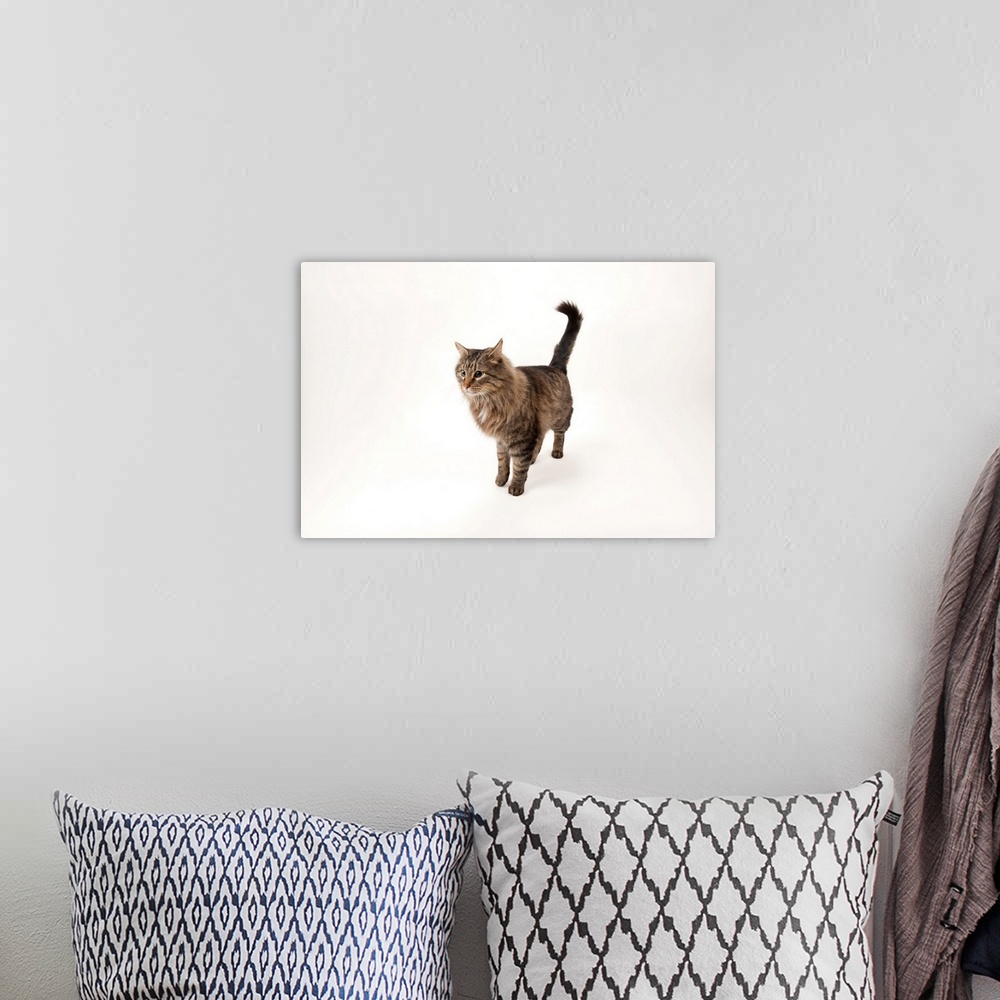 A bohemian room featuring A studio portrait of a domestic house cat named Rocket.