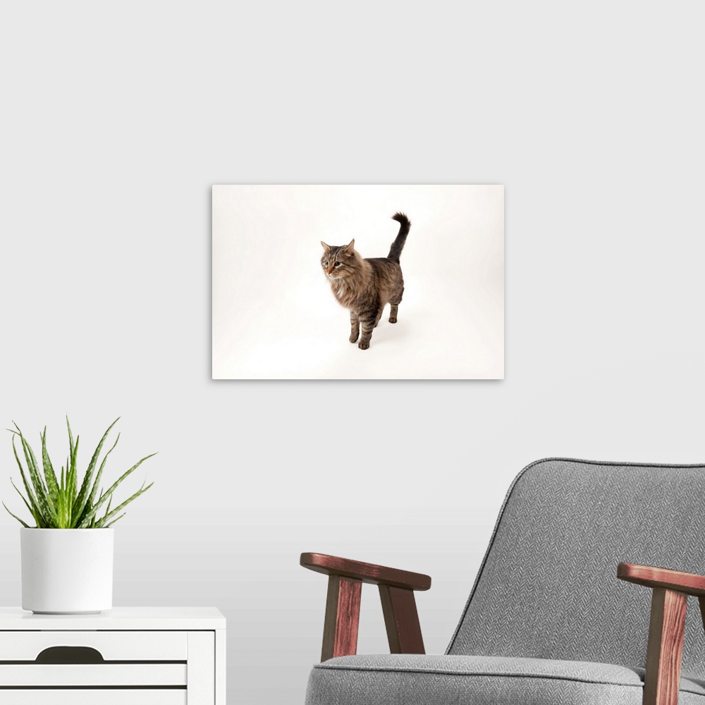 A modern room featuring A studio portrait of a domestic house cat named Rocket.