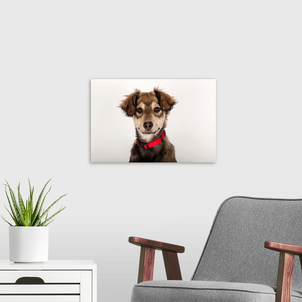 A modern room featuring A studio portrait of a husky mix puppy.