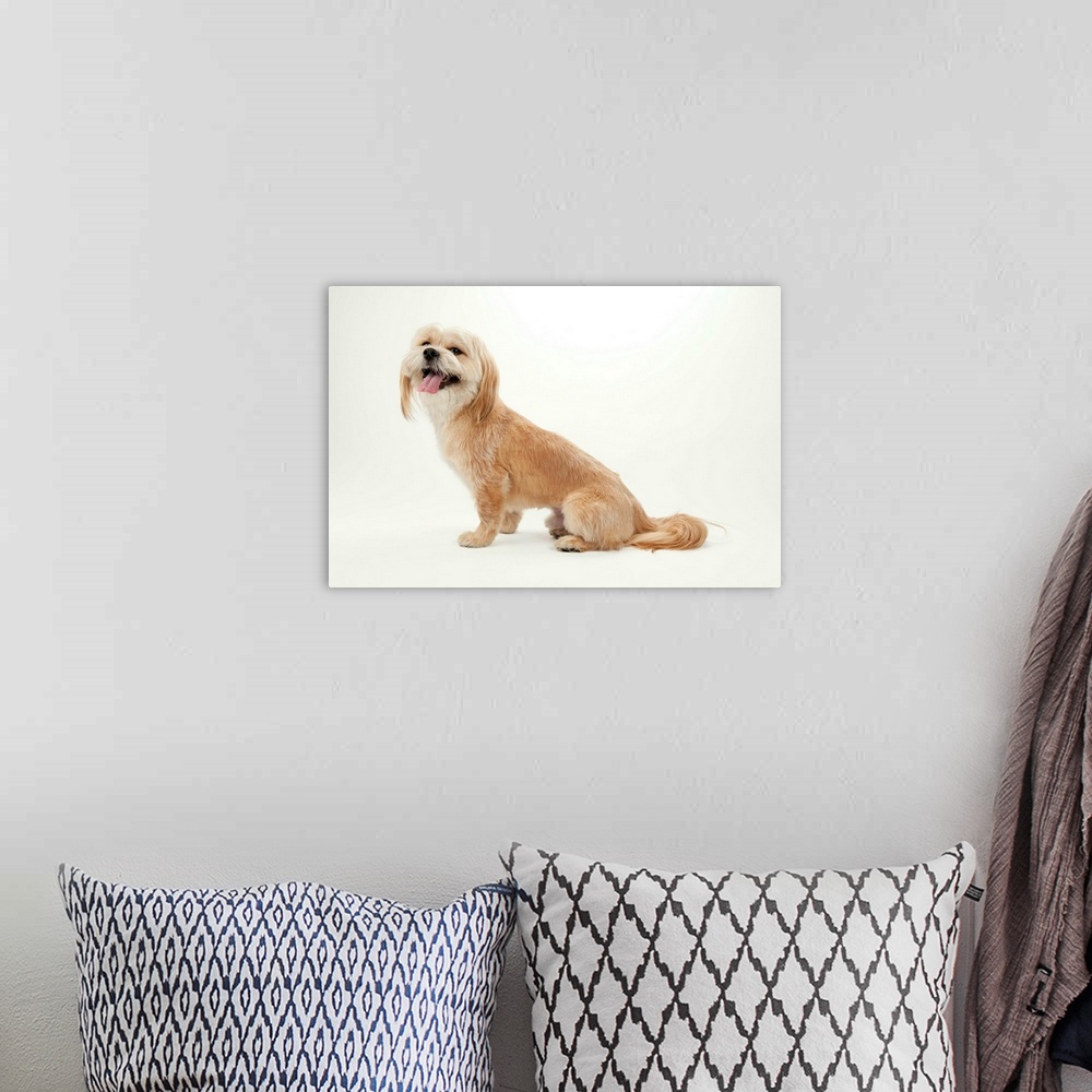 A bohemian room featuring A studio portrait of a Lhasa apso mix.