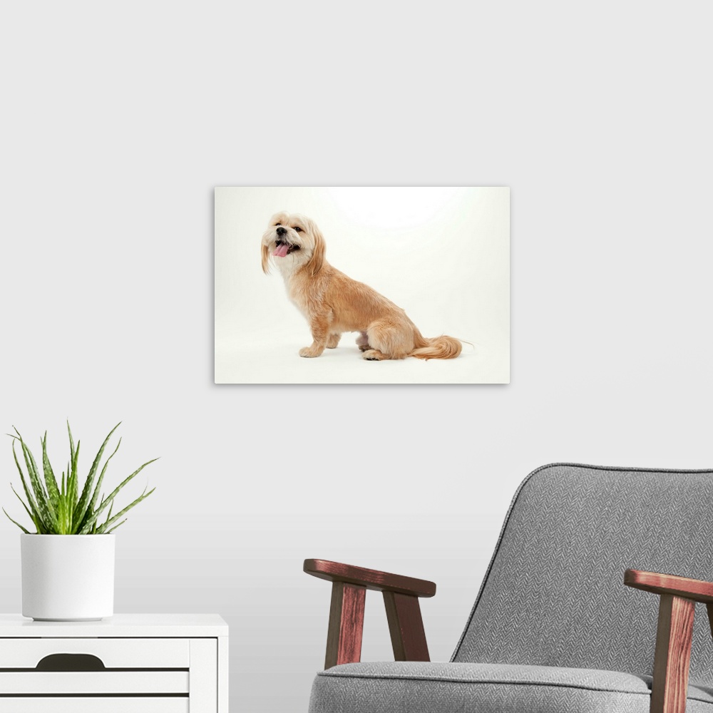 A modern room featuring A studio portrait of a Lhasa apso mix.
