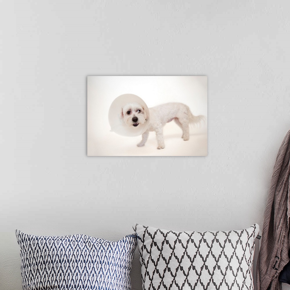 A bohemian room featuring A studio portrait of a maltese-papillion mix named Marley.