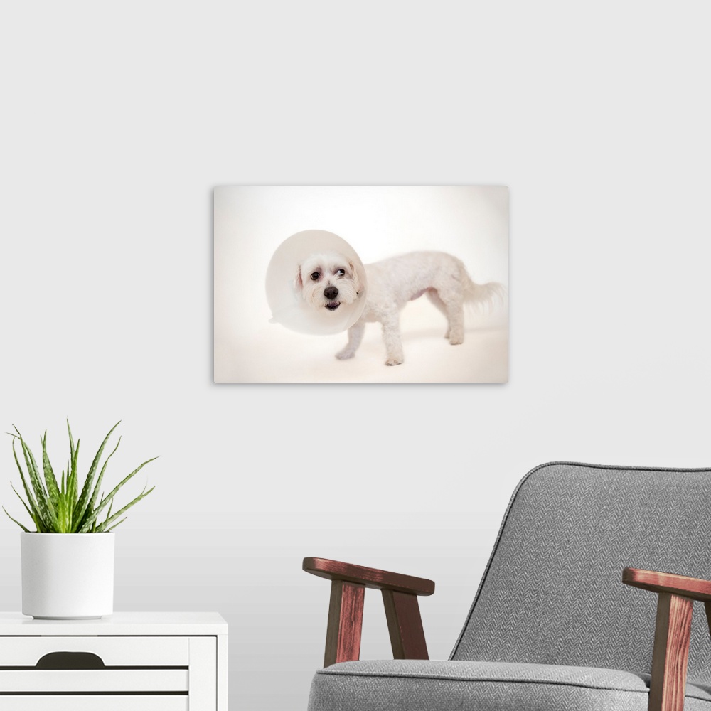 A modern room featuring A studio portrait of a maltese-papillion mix named Marley.