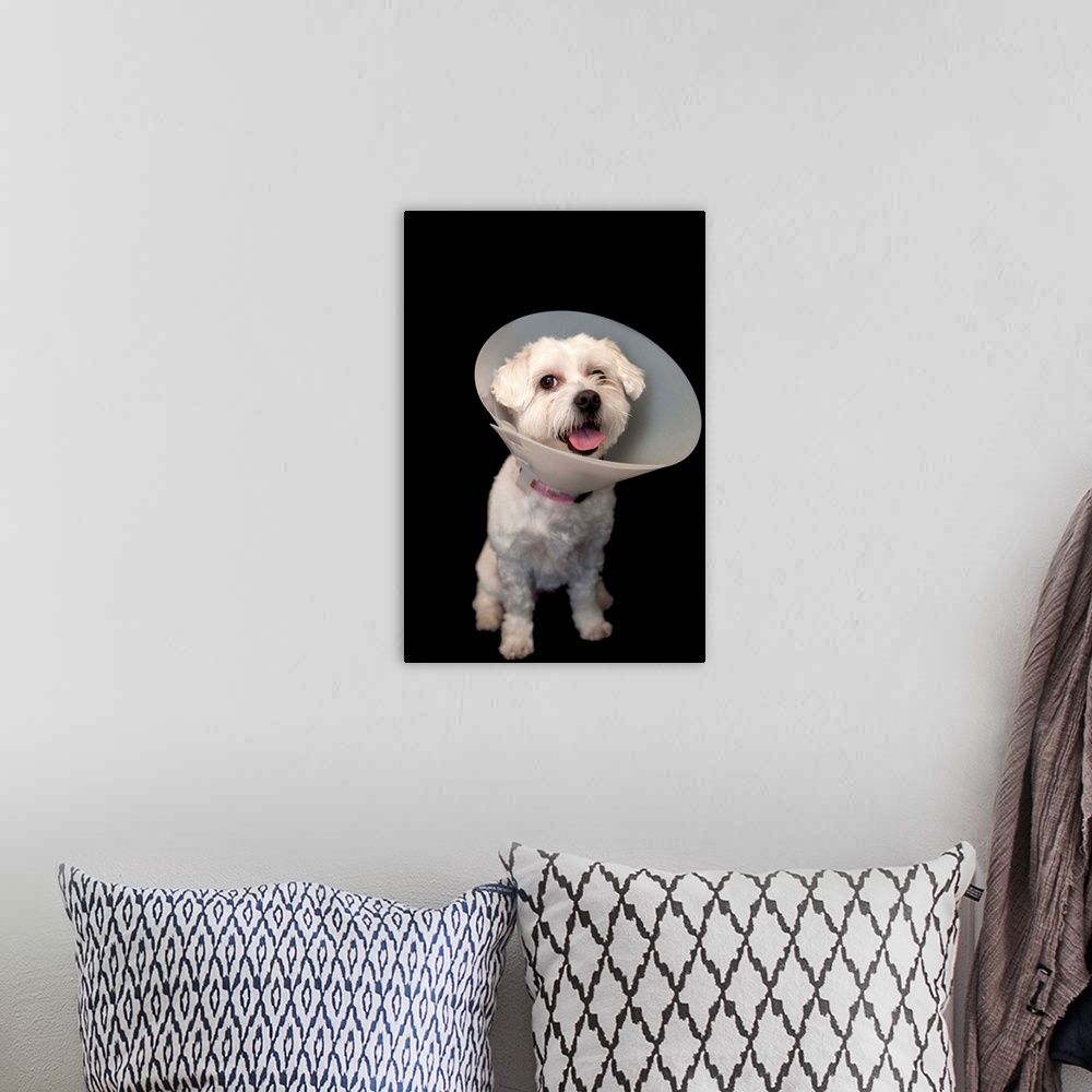 A bohemian room featuring A studio portrait of a maltese-pappillion mix named Marley.