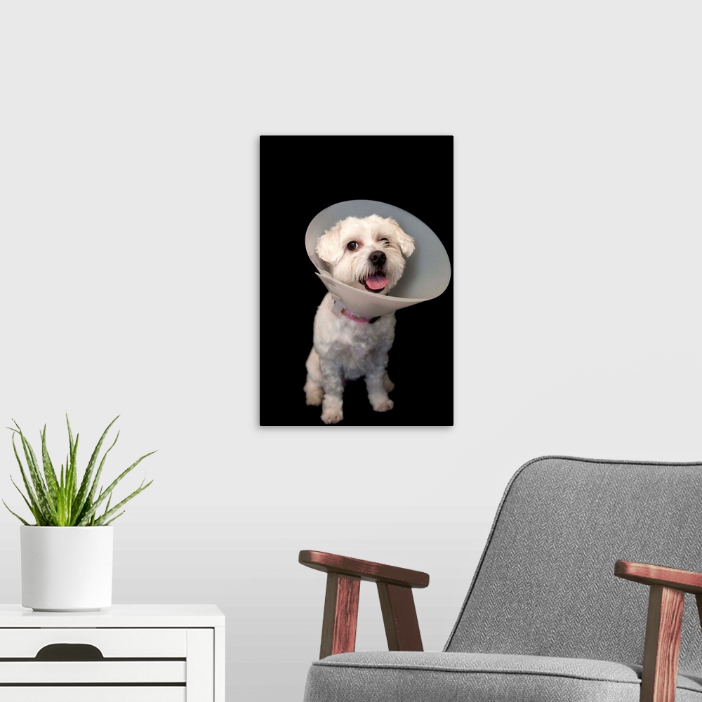 A modern room featuring A studio portrait of a maltese-pappillion mix named Marley.