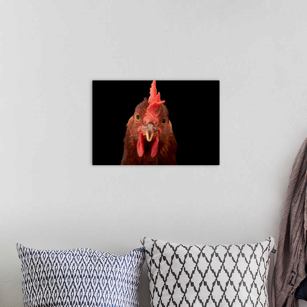 A bohemian room featuring A studio portrait of a New Hampshire Red hen.