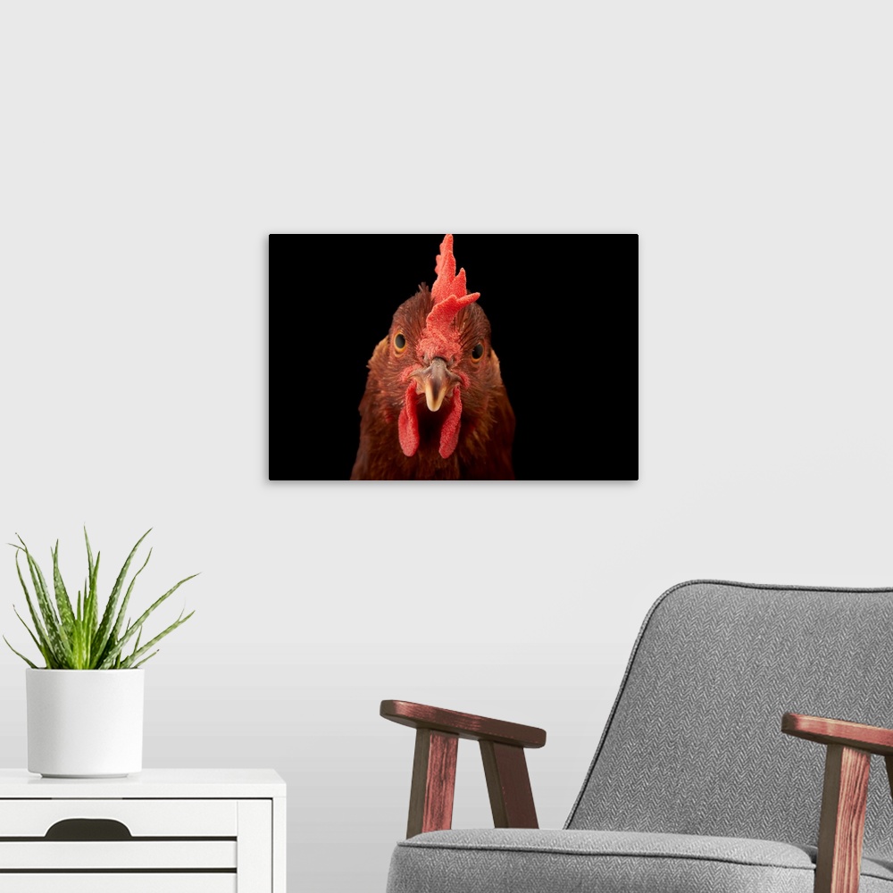 A modern room featuring A studio portrait of a New Hampshire Red hen.