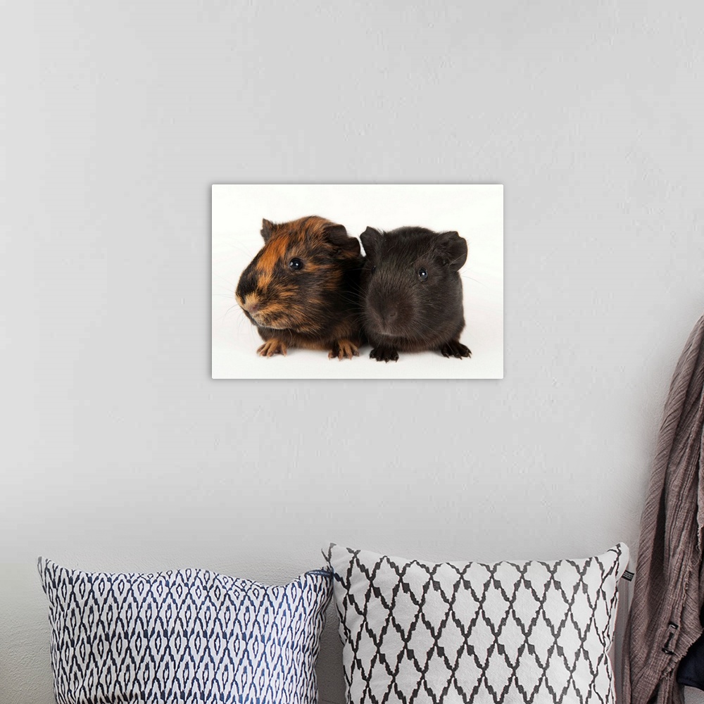 A bohemian room featuring A studio portrait of a pair of guinea pigs.