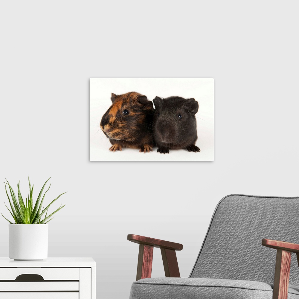A modern room featuring A studio portrait of a pair of guinea pigs.