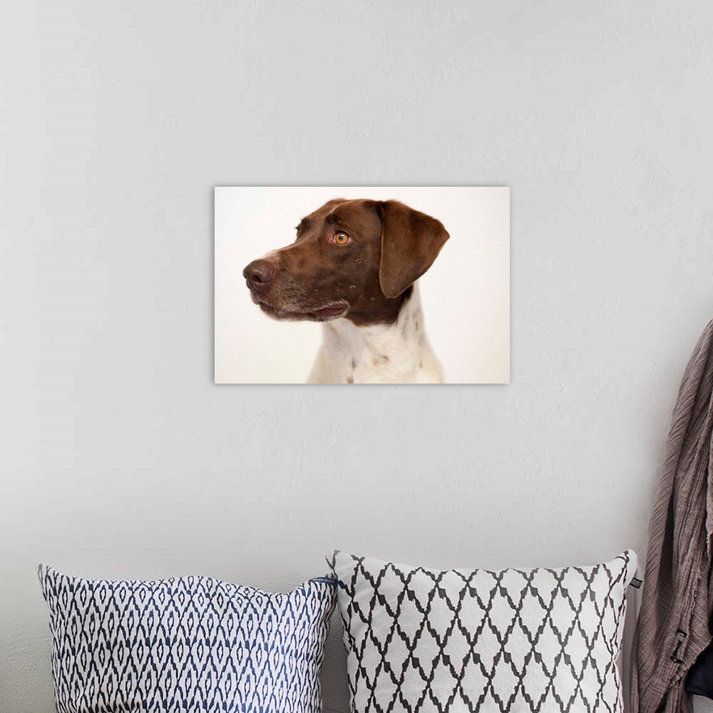 A bohemian room featuring A studio portrait of a pointer and spaniel mixed breed dog.