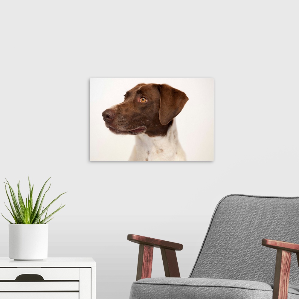 A modern room featuring A studio portrait of a pointer and spaniel mixed breed dog.