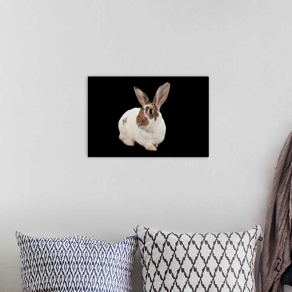 A bohemian room featuring A studio portrait of a rex rabbit.