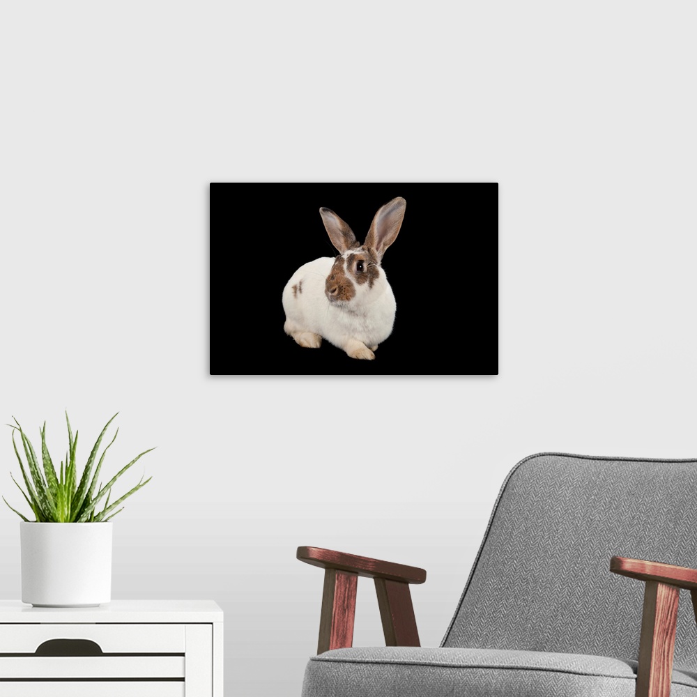 A modern room featuring A studio portrait of a rex rabbit.