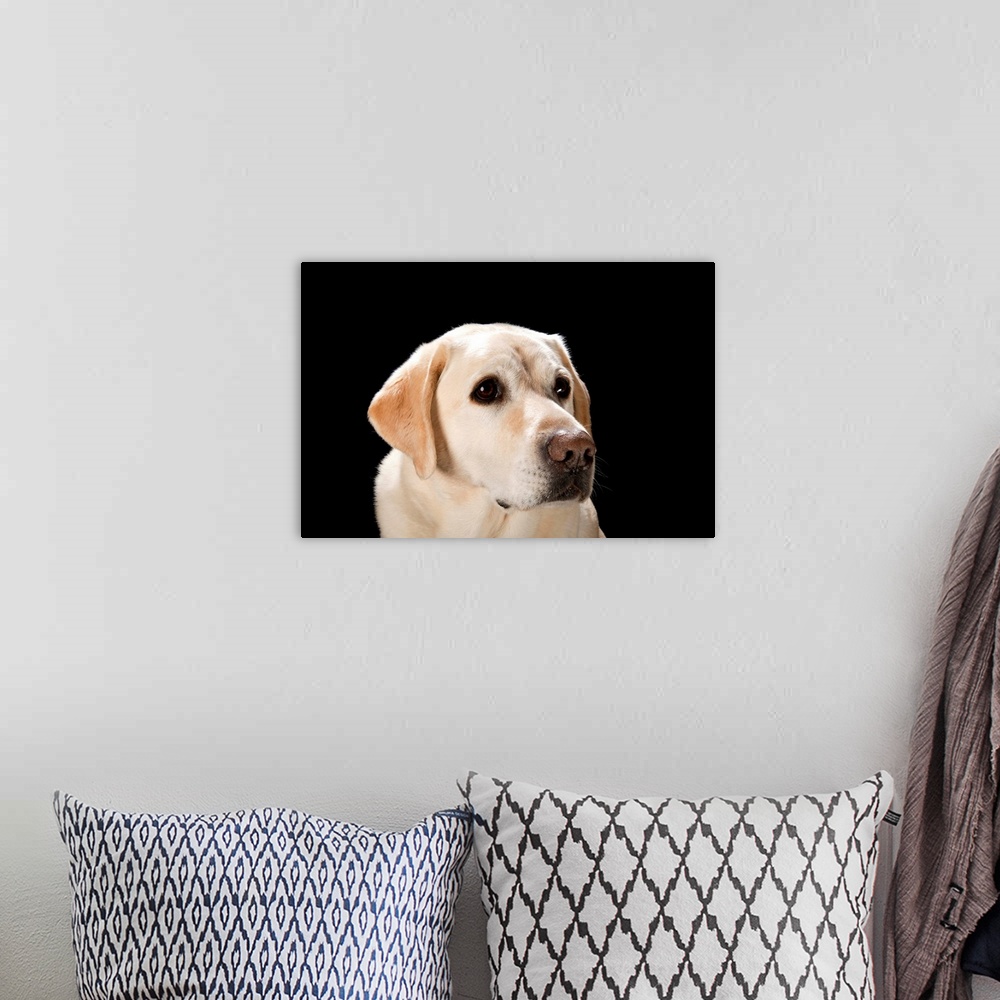 A bohemian room featuring A studio portrait of a yellow lab.