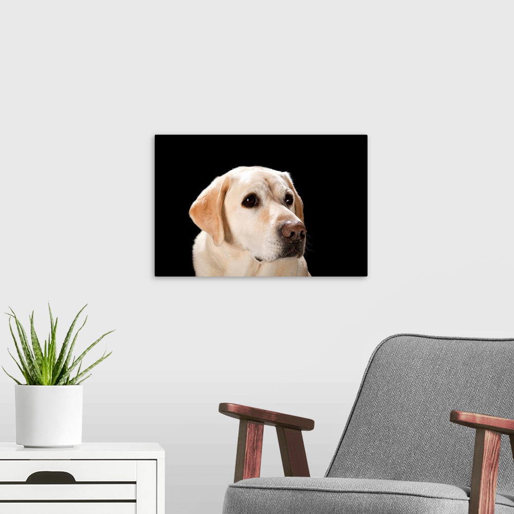A modern room featuring A studio portrait of a yellow lab.