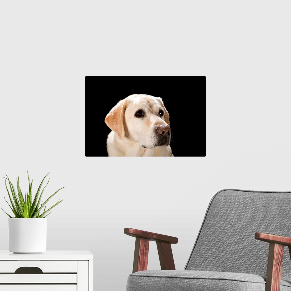 A modern room featuring A studio portrait of a yellow lab.
