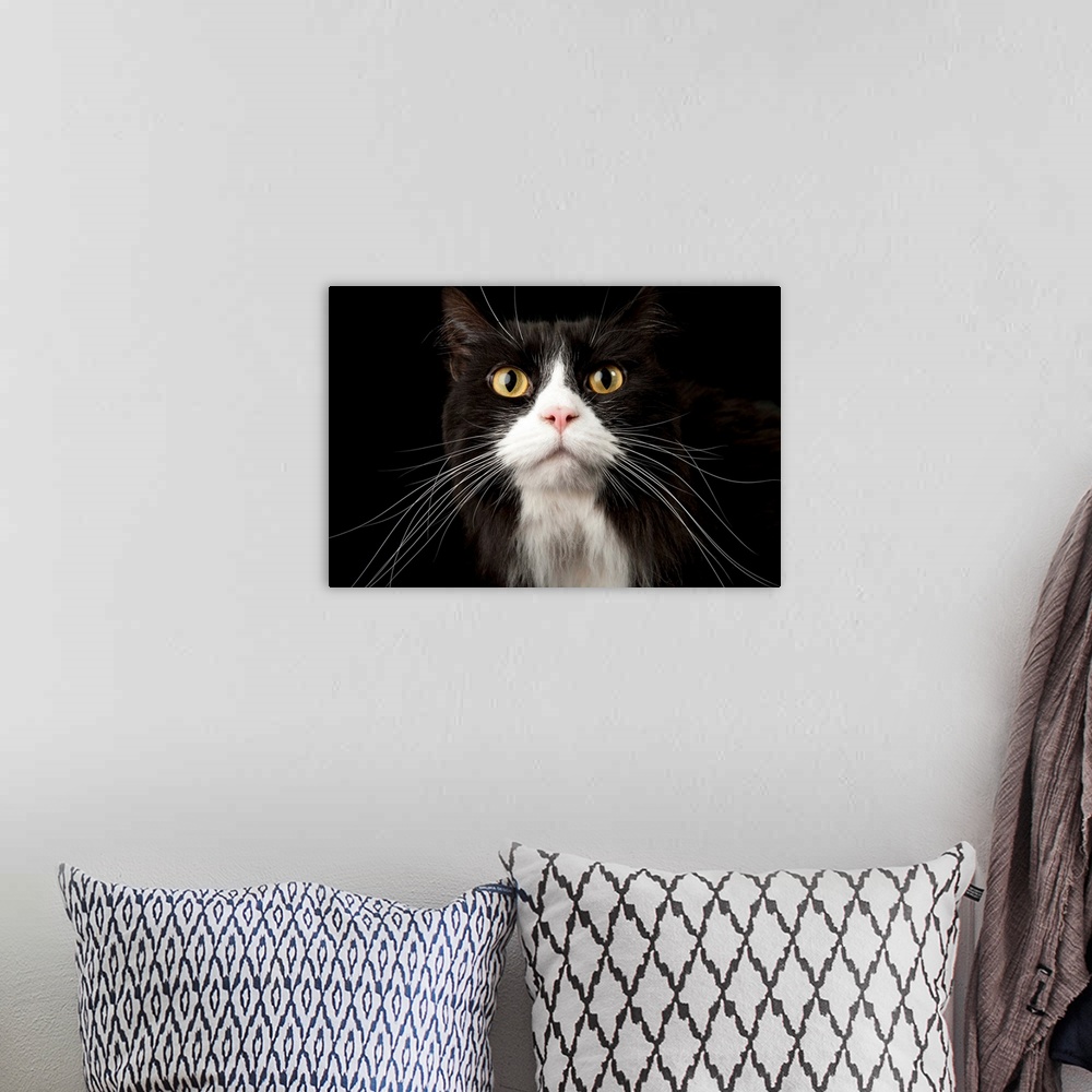 A bohemian room featuring A studio portrait of General Boots, a mixed breed cat.