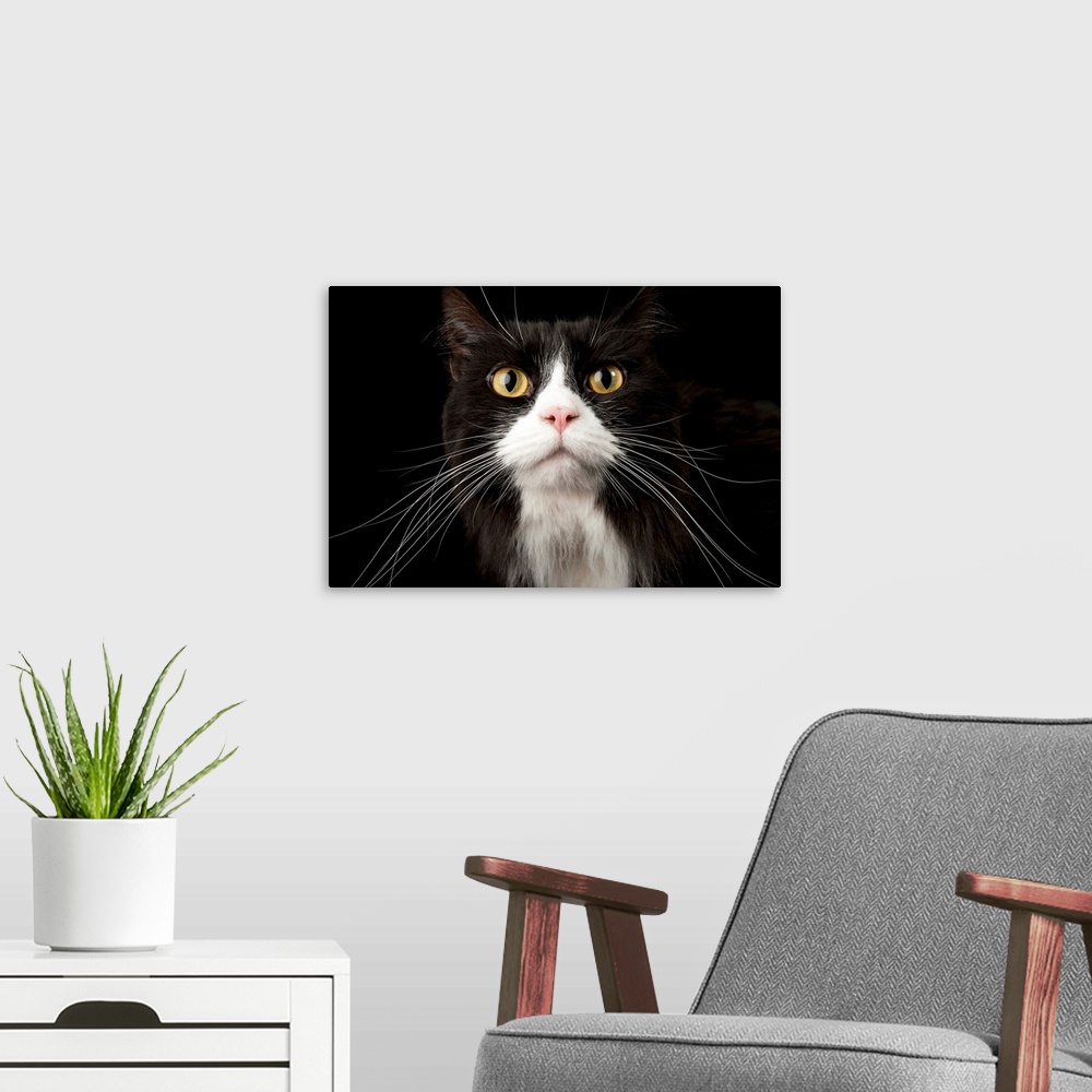 A modern room featuring A studio portrait of General Boots, a mixed breed cat.