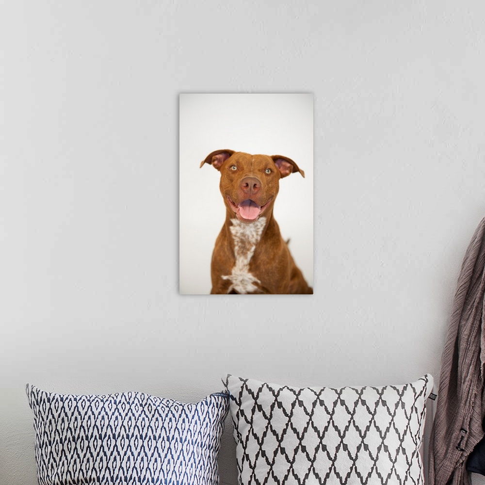 A bohemian room featuring A studio portrait of Maria, a pit bull terrier.