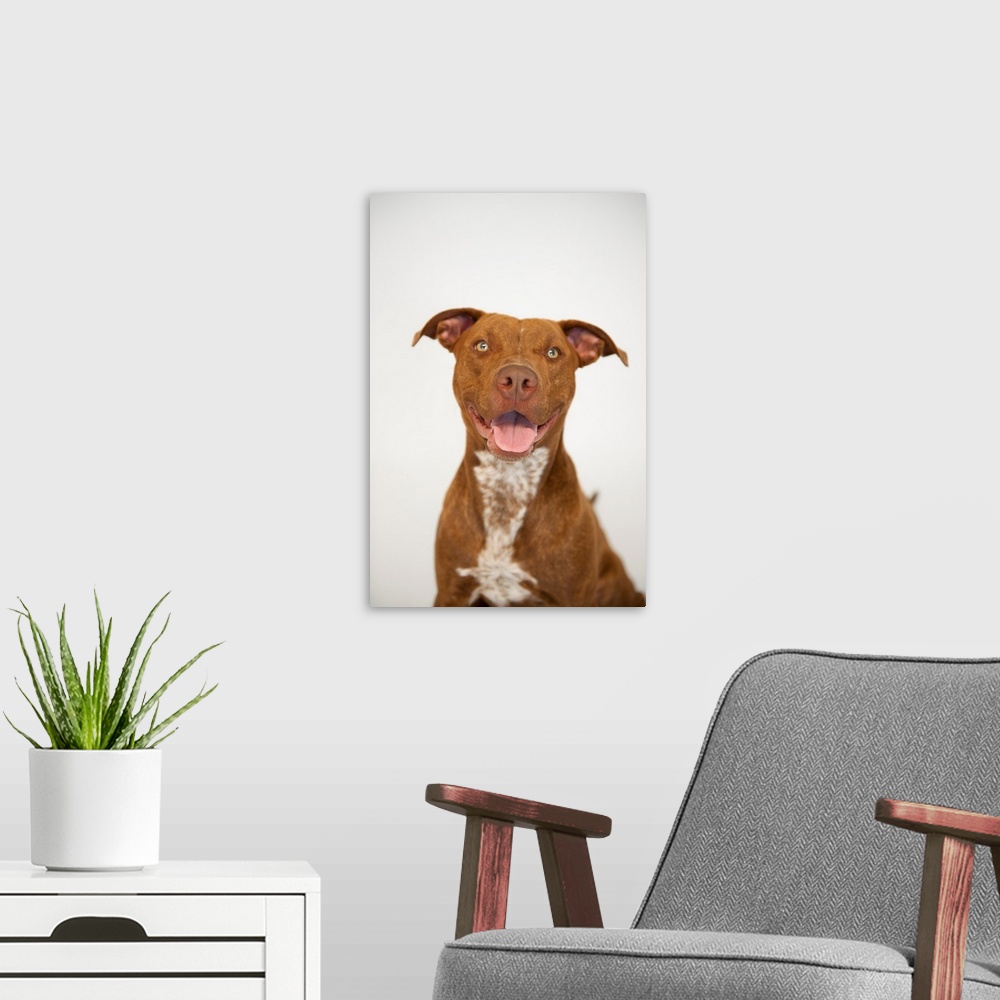 A modern room featuring A studio portrait of Maria, a pit bull terrier.