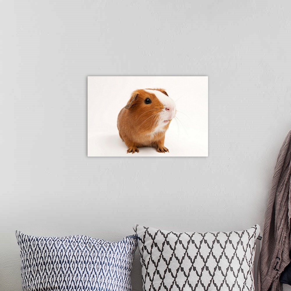 A bohemian room featuring A studio portrait of Rutherford the guinea pig.