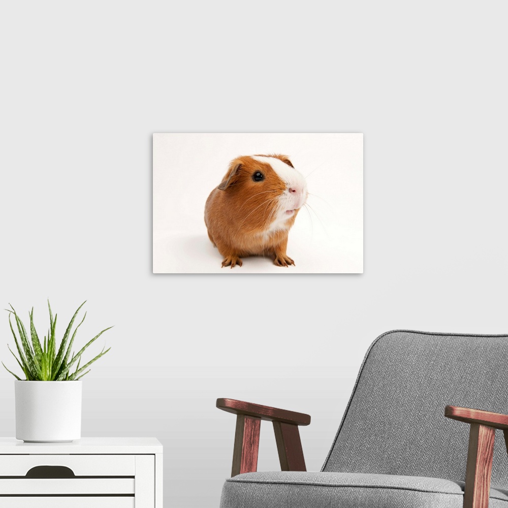 A modern room featuring A studio portrait of Rutherford the guinea pig.