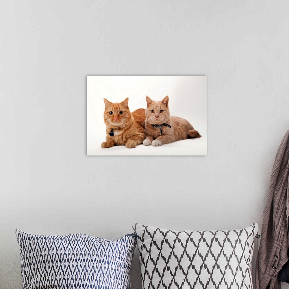 A bohemian room featuring A studio portrait of two cats named Romey and Gorby.