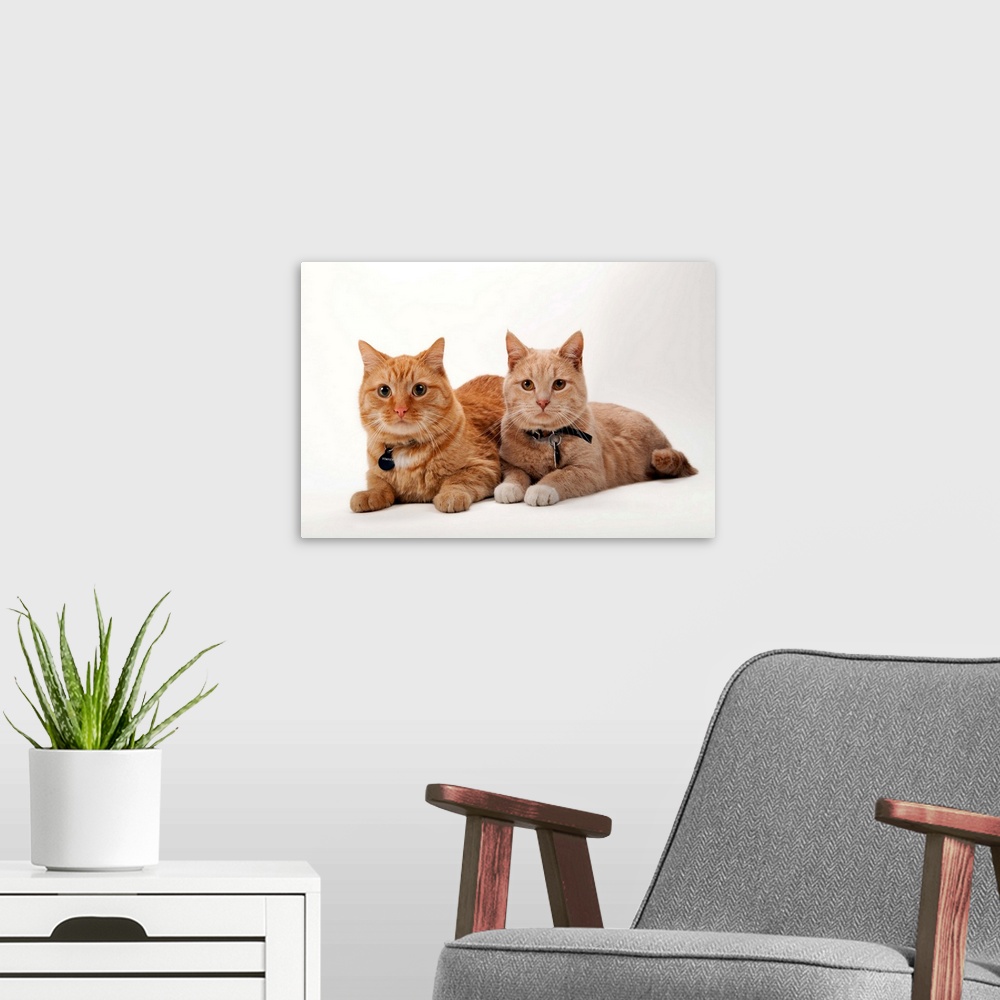 A modern room featuring A studio portrait of two cats named Romey and Gorby.