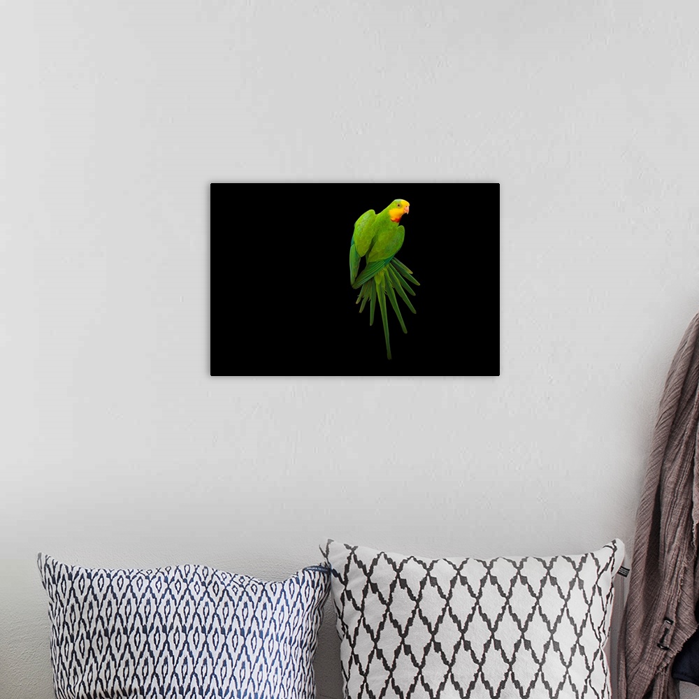 A bohemian room featuring A superb parrot, Polytelis swainsonii.