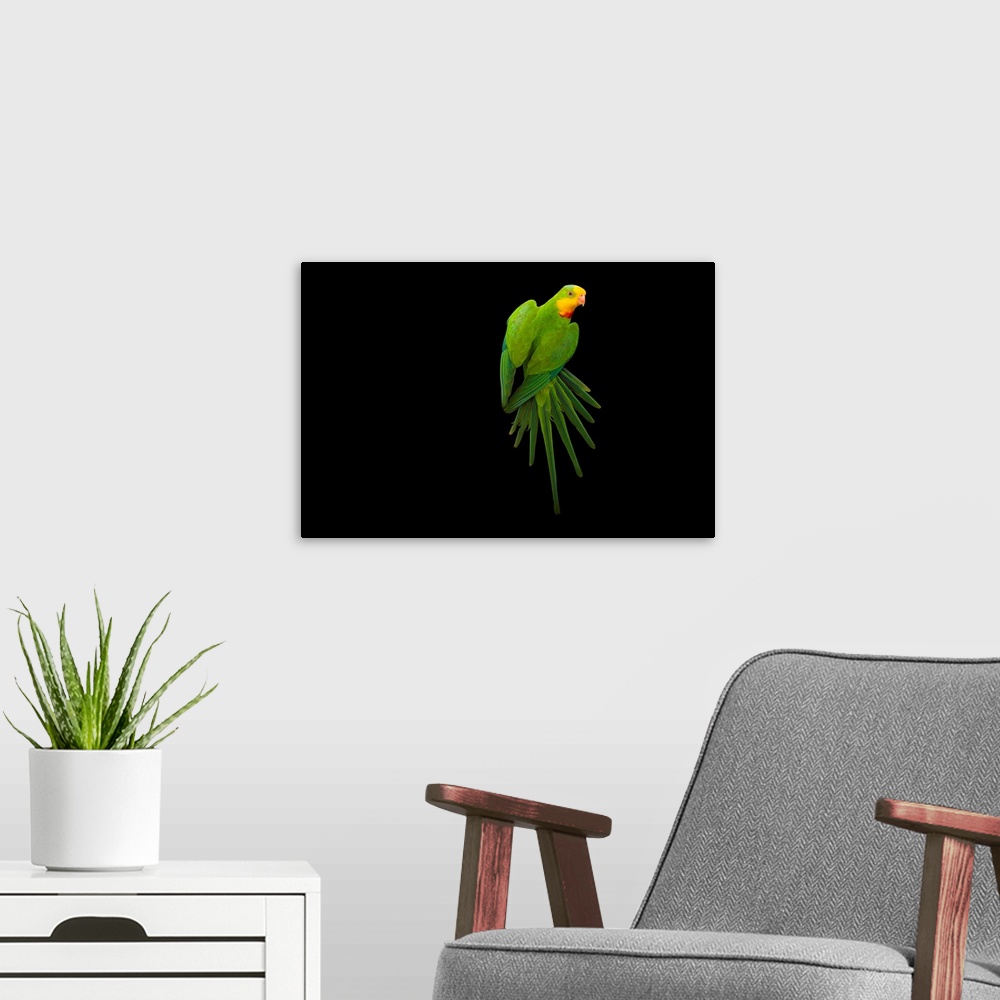A modern room featuring A superb parrot, Polytelis swainsonii.