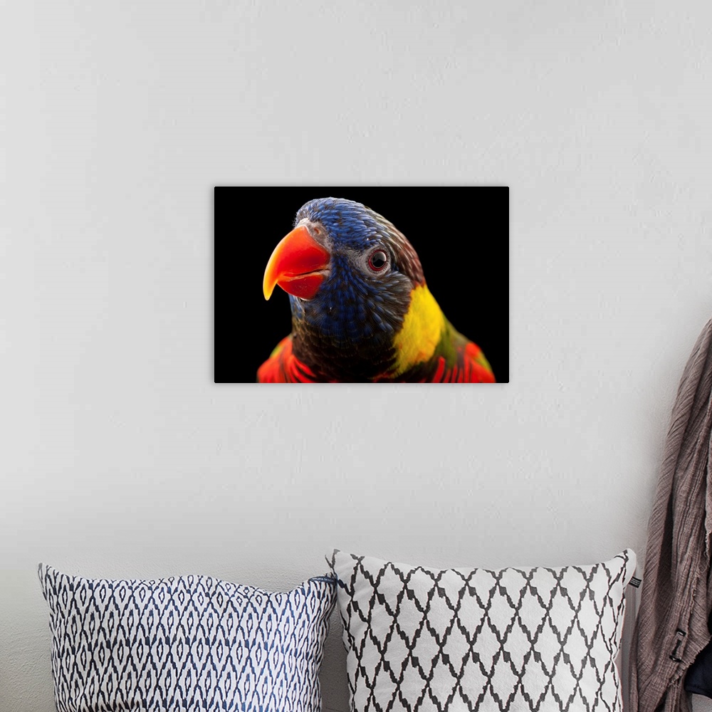 A bohemian room featuring Photograph of an animal against black studio background.