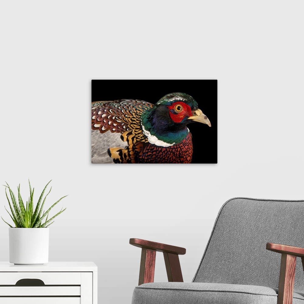 A modern room featuring A Taiwan ring necked pheasant, Phasianus colchicus formosanus, at the Plzen Zoo.