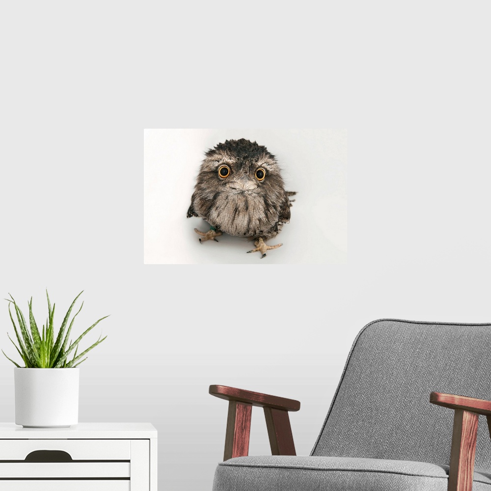 A modern room featuring A tawny frogmouth owl, Podargus strigoides, at the Fort Worth Zoo.