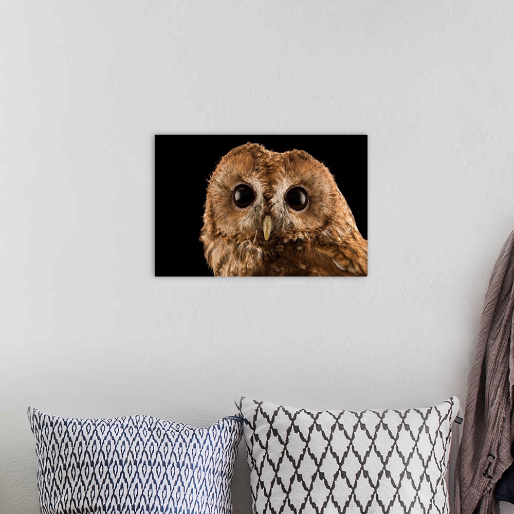 A bohemian room featuring A tawny owl, Strix aluco sylviatica, at the Wildlife Rescue Center (LIPU) of Rome.