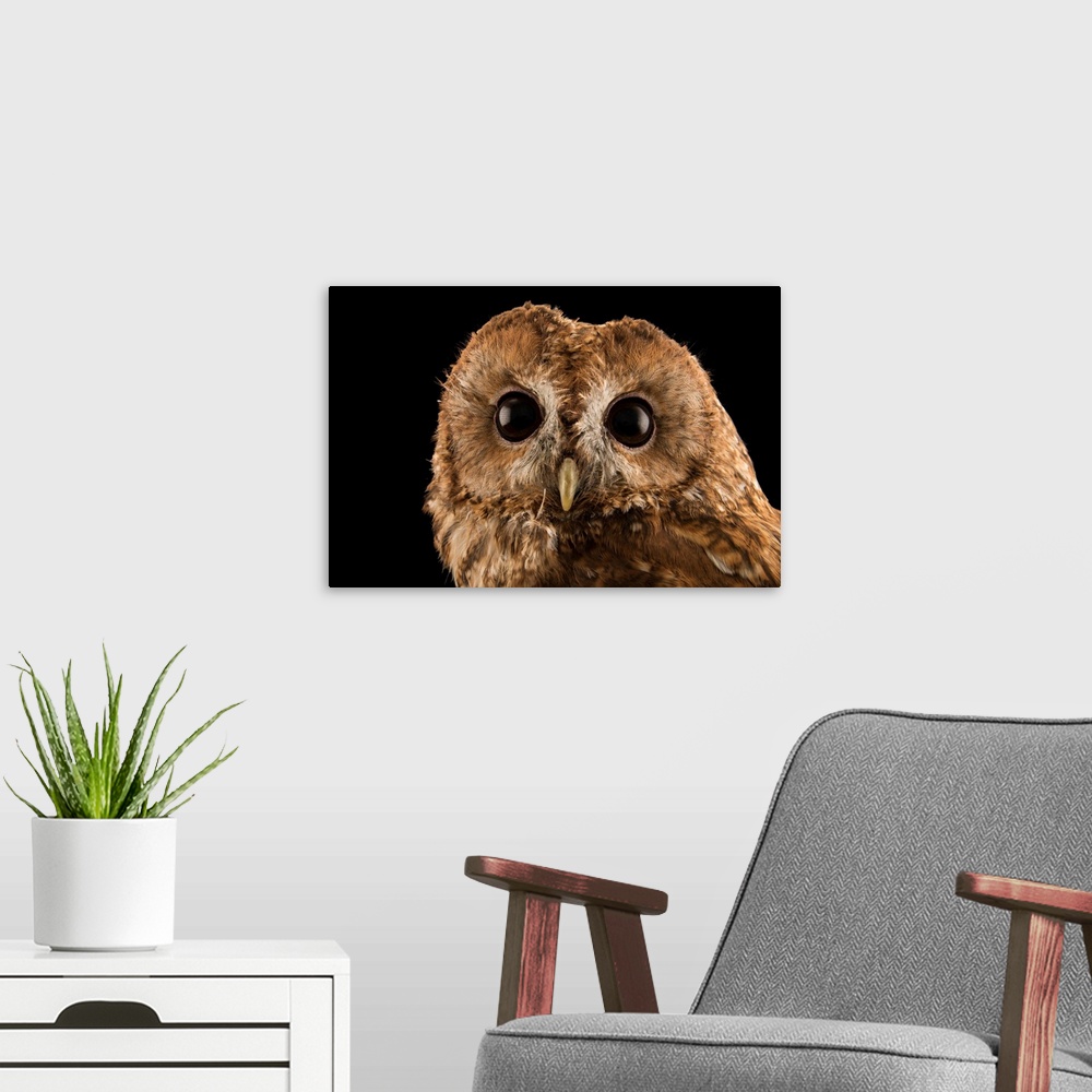 A modern room featuring A tawny owl, Strix aluco sylviatica, at the Wildlife Rescue Center (LIPU) of Rome.