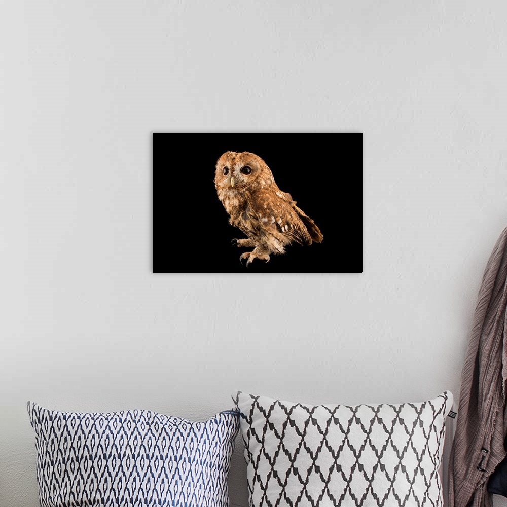 A bohemian room featuring A tawny owl, Strix aluco sylviatica, at the Wildlife Rescue Center (LIPU) of Rome.