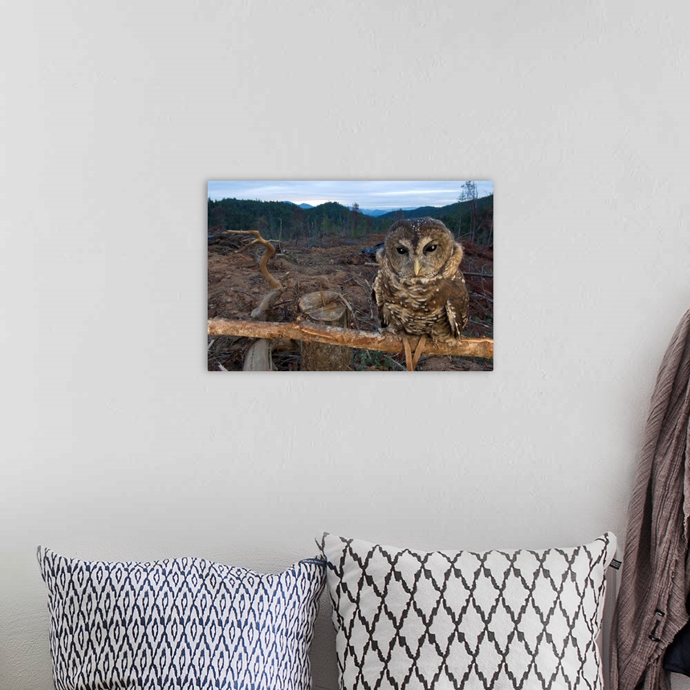 A bohemian room featuring A northern spotted owl (Strix occidentalis) in a fresh clear cut near Merlin. This is an educatio...