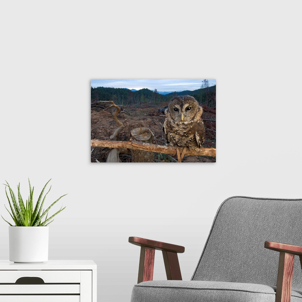 A modern room featuring A northern spotted owl (Strix occidentalis) in a fresh clear cut near Merlin. This is an educatio...
