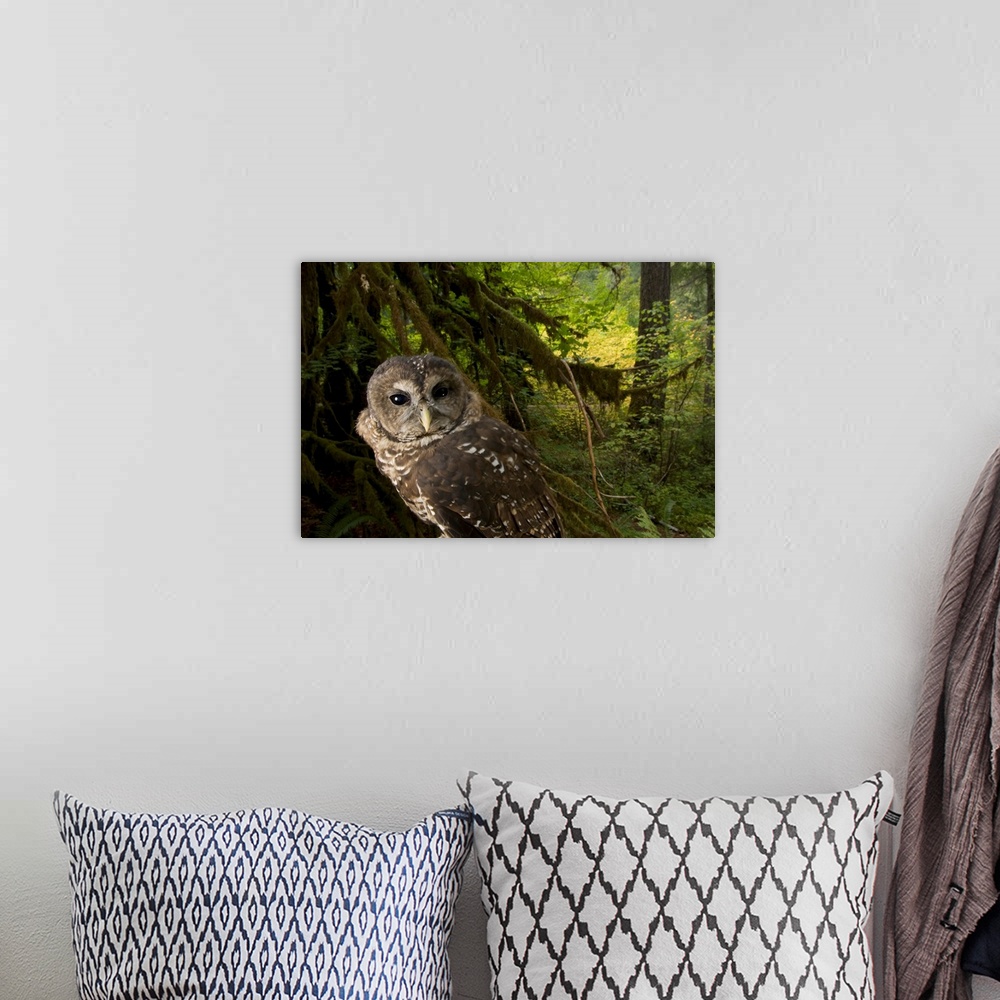 A bohemian room featuring A captive northern spotted owl (Strix occidentalis caurina) in healthy habitat in the Siskiyou Na...
