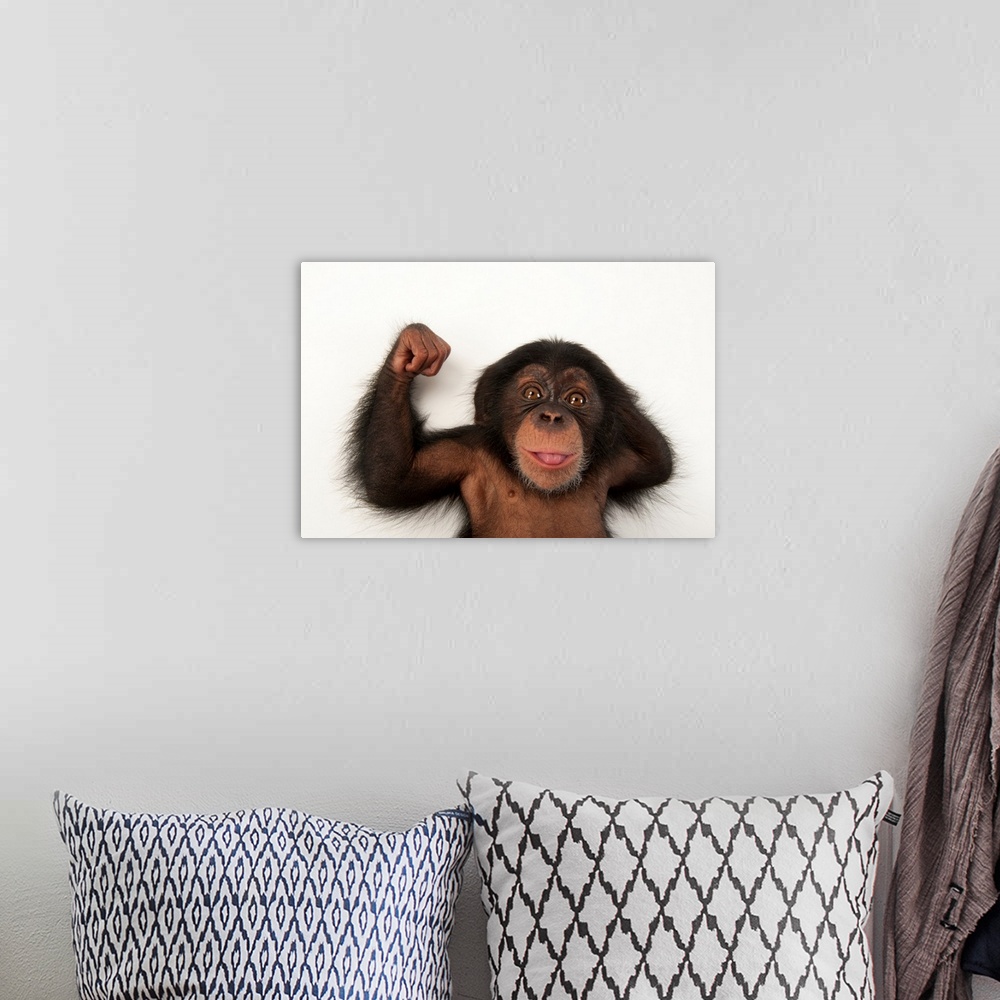 A bohemian room featuring A three-month-old baby chimpanzee, Pan troglodytes.