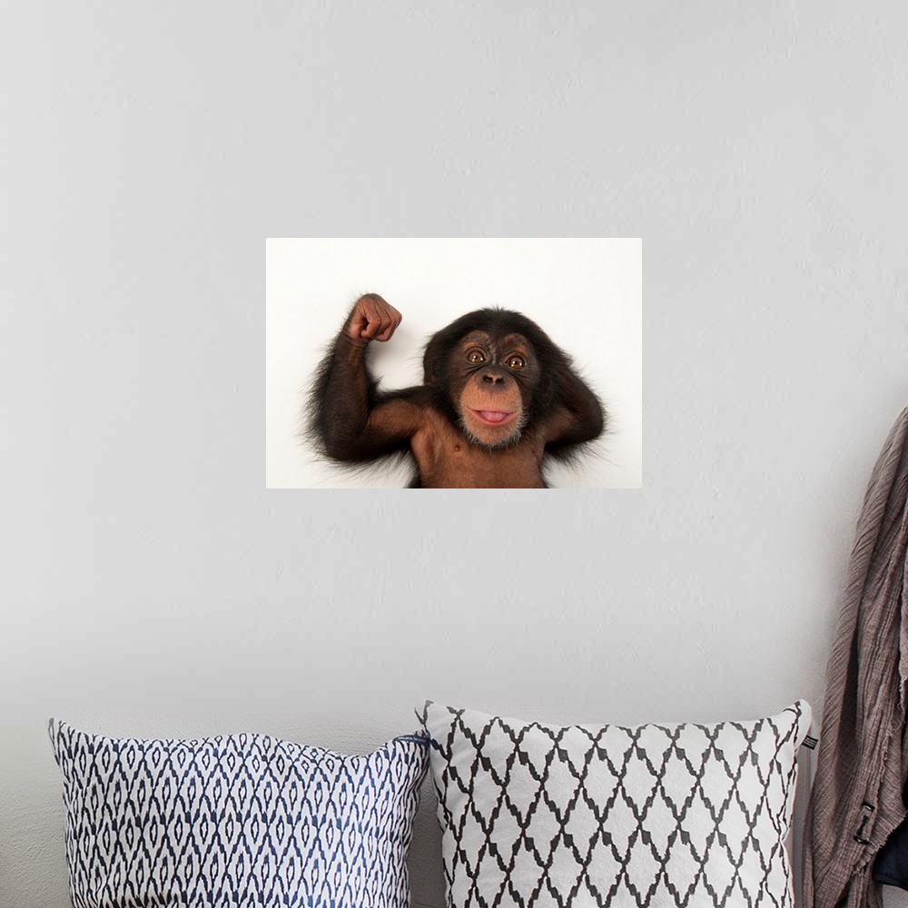 A bohemian room featuring A three-month-old baby chimpanzee, Pan troglodytes.