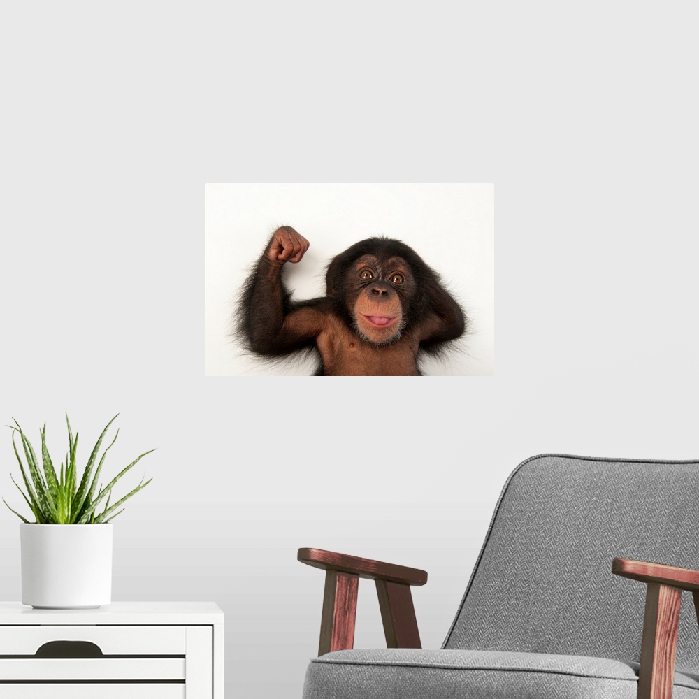 A modern room featuring A three-month-old baby chimpanzee, Pan troglodytes.