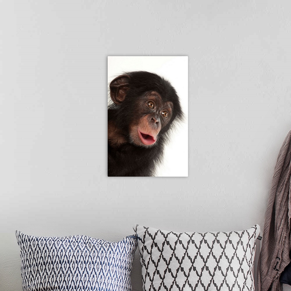 A bohemian room featuring A three-month-old baby chimpanzee named Ruben at Tampa's Lowry Park Zoo.