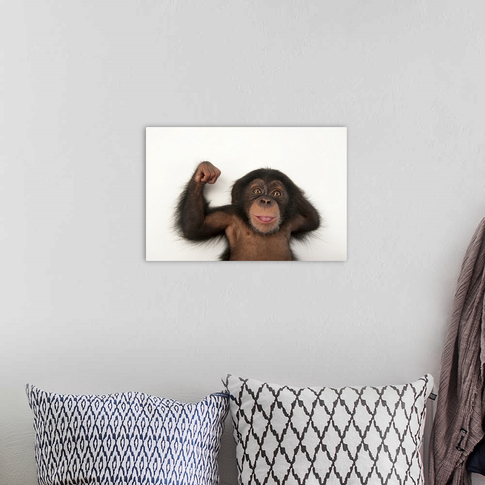 A bohemian room featuring A three-month-old baby chimpanzee (Pan troglodytes) named Ruben at Tampais Lowry Park Zoo. Listed...