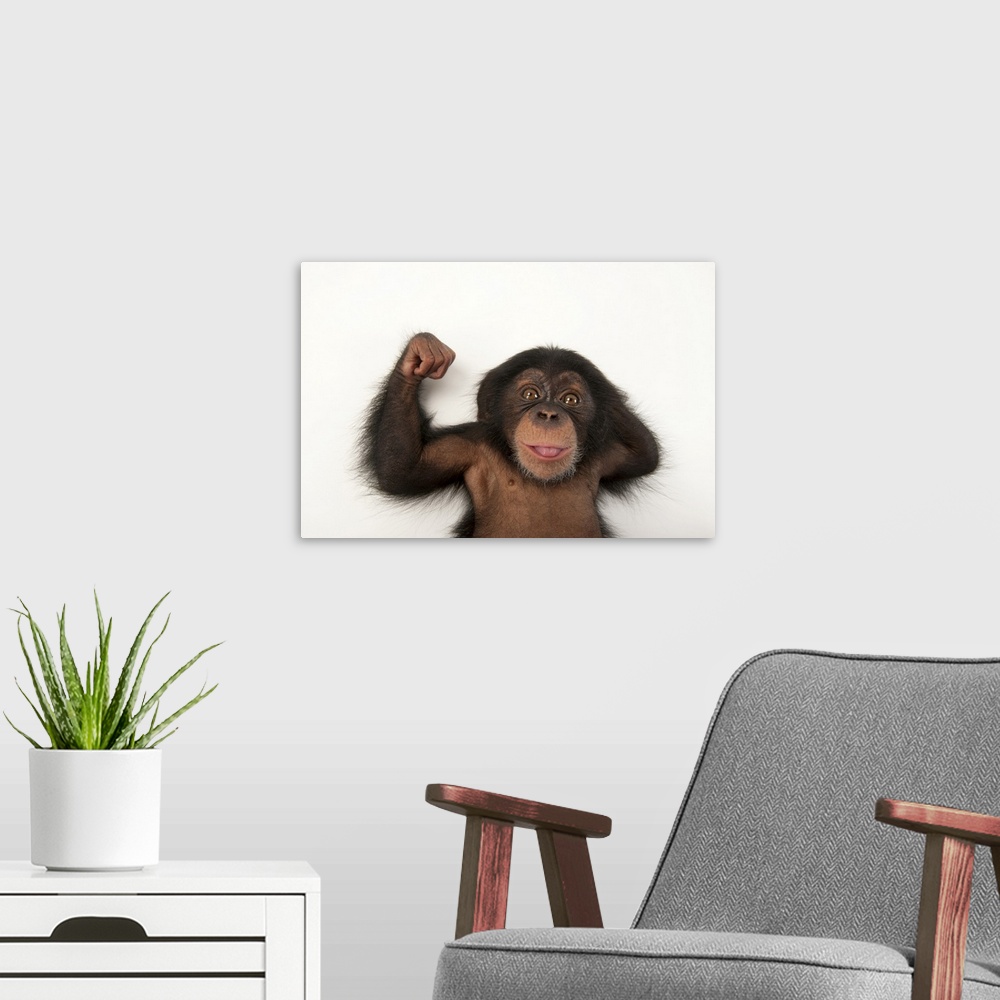 A modern room featuring A three-month-old baby chimpanzee (Pan troglodytes) named Ruben at Tampais Lowry Park Zoo. Listed...