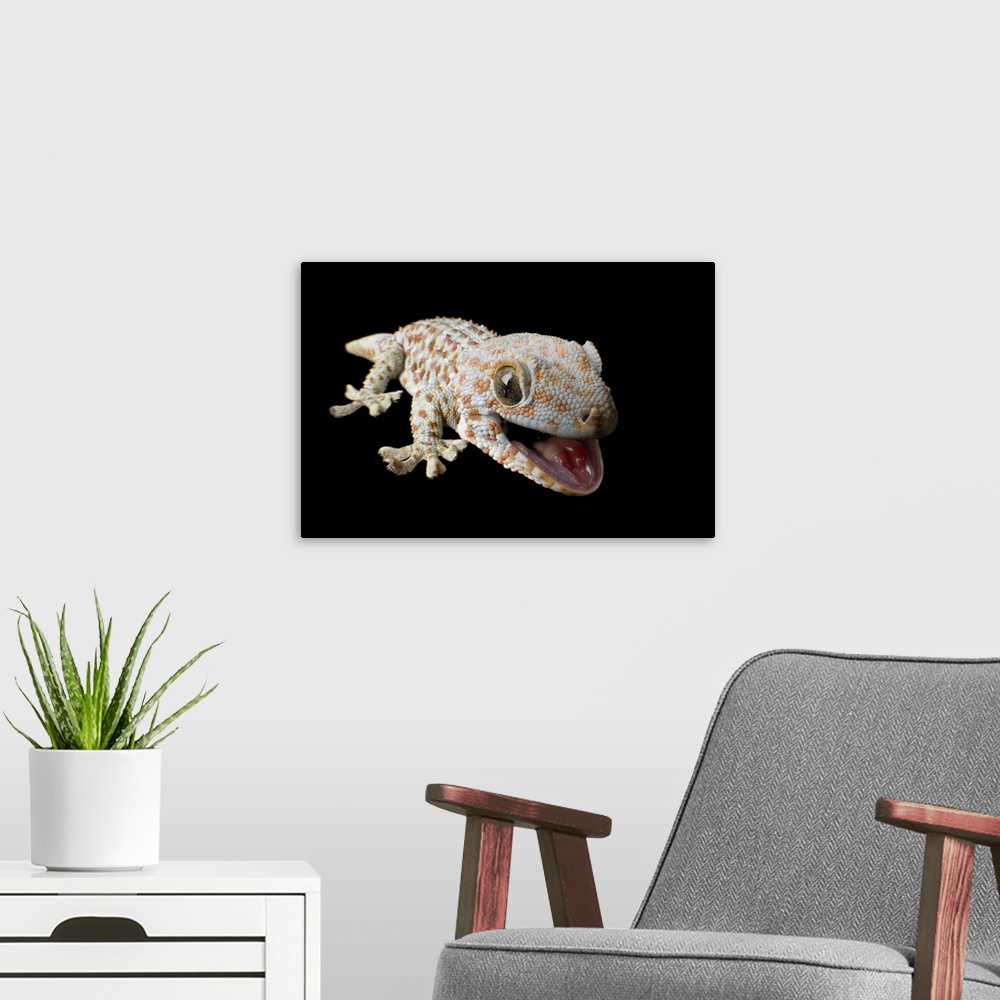 A modern room featuring A tokay gecko (Gekko gecko) at the Sunset Zoo in Manhattan, Kansas.