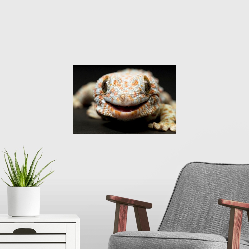 A modern room featuring A tokay gecko, the Sunset Zoo, Manhattan, Kansas, United States of America