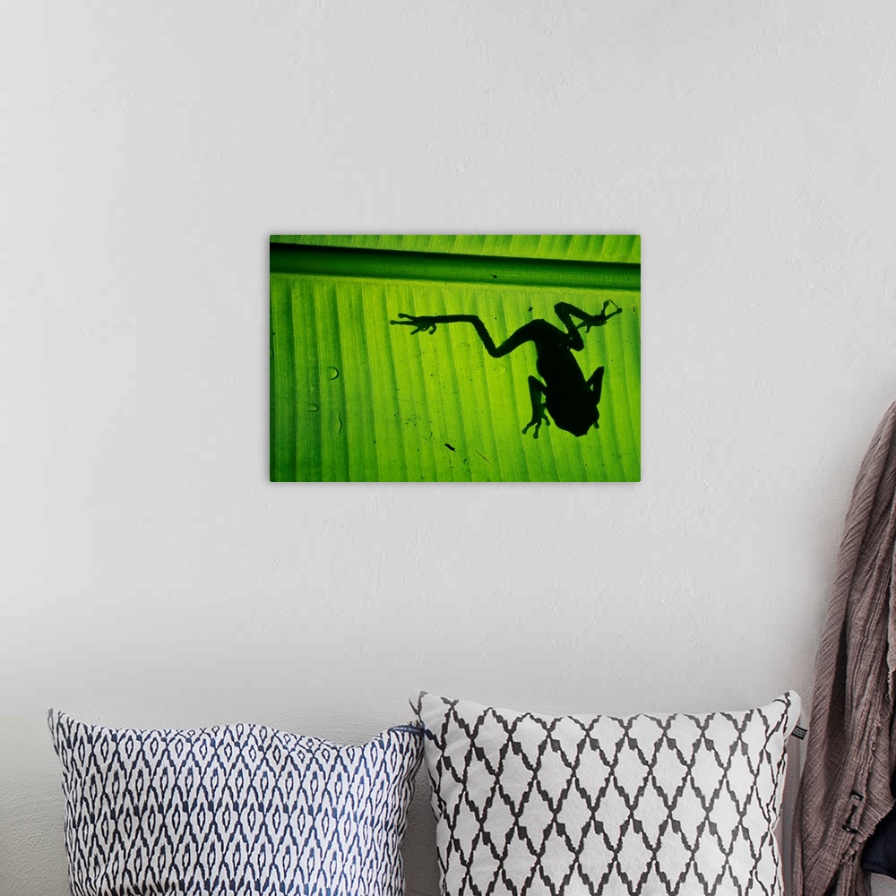 A bohemian room featuring A photograph is taken from underneath a large leaf where you can see the silhouette of a tree frog.